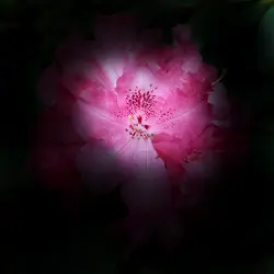 Rétinite pigmentaire